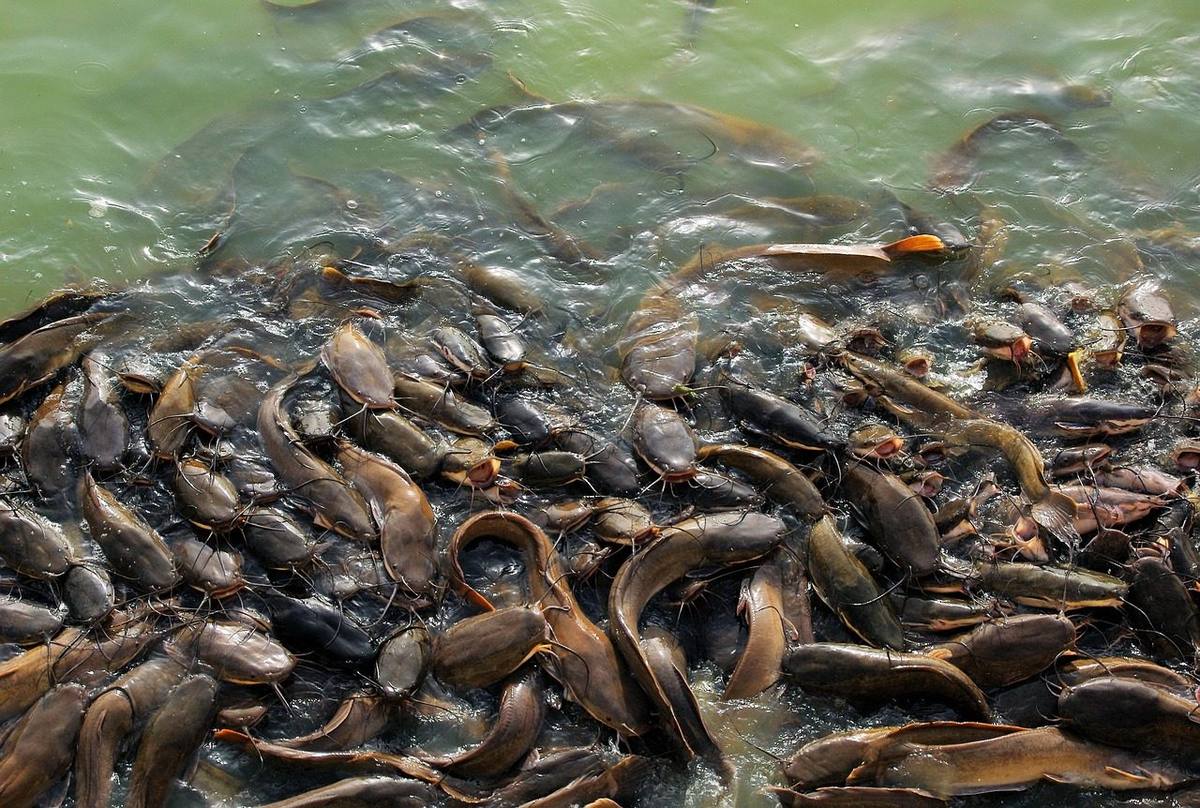 Ikan lele dewasa siap panen di kolam budidaya