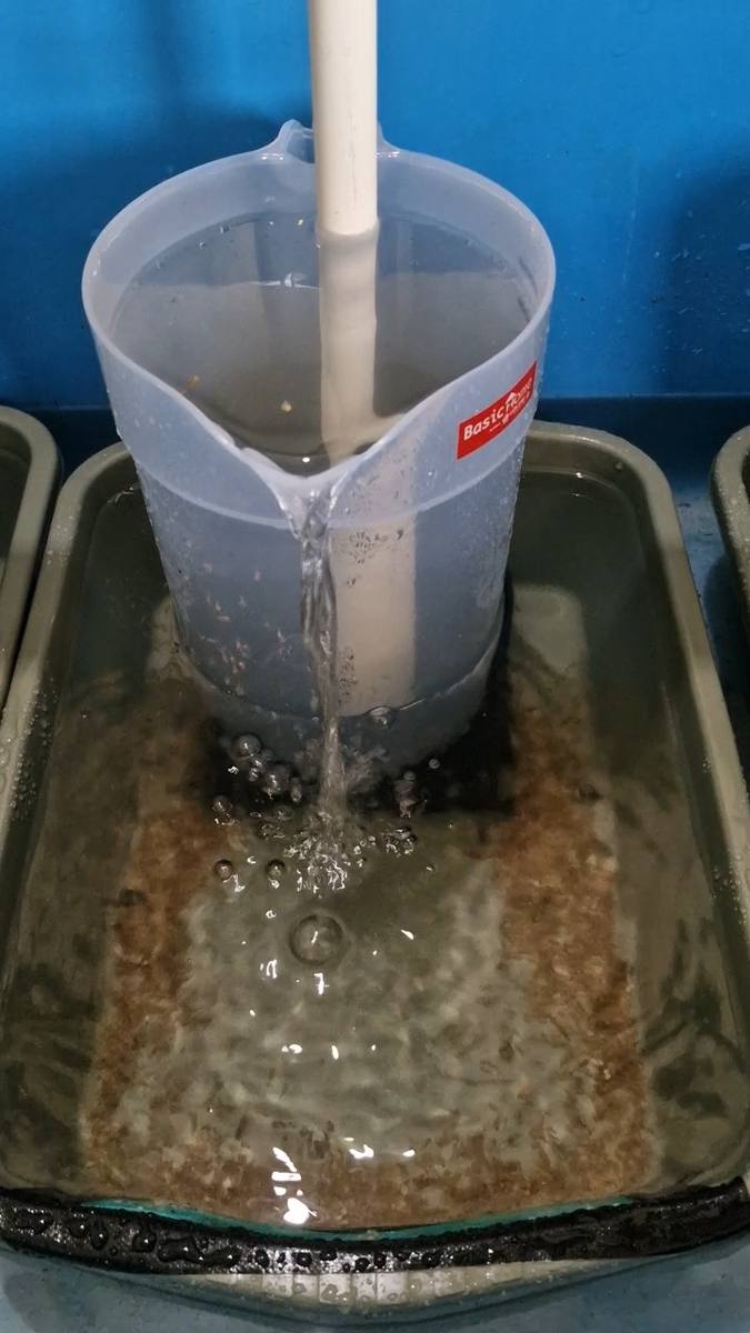 Corong penetasan telur ikan nila di hatchery