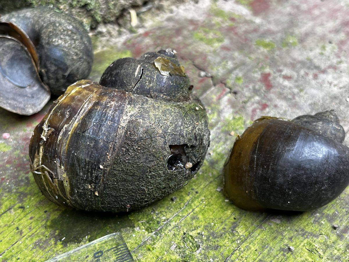 Golden Apple Snail (Keong Mas) - sumber protein murah untuk pakan ikan