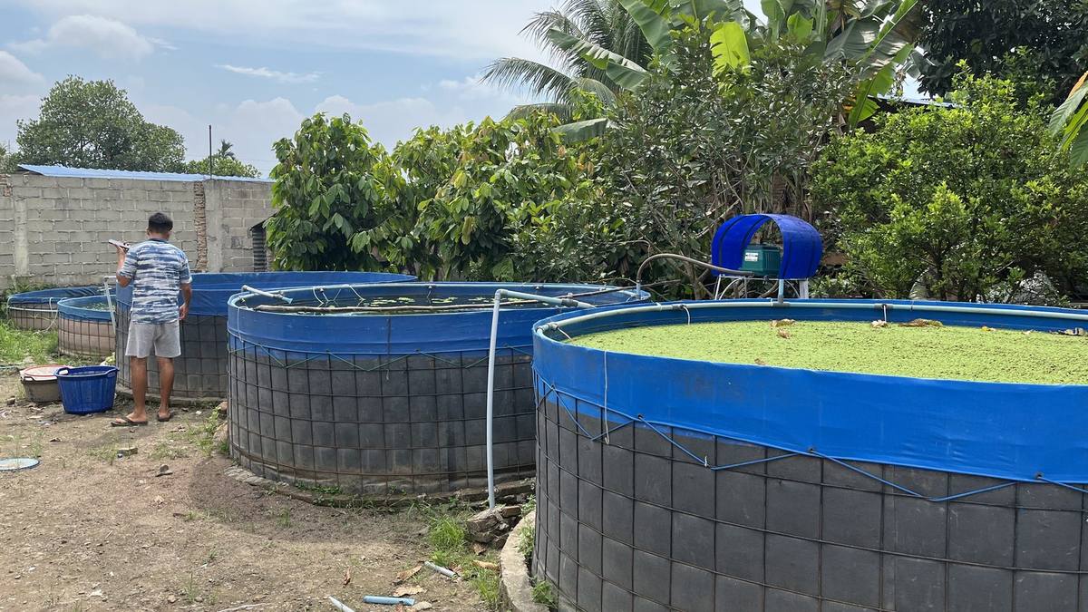 Kolam terpal bulat dengan aerasi untuk budidaya ikan nila