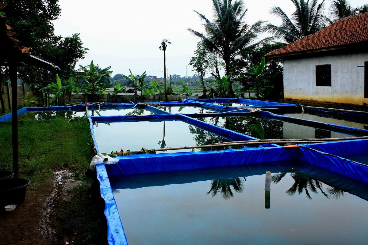 Kolam terpal untuk budidaya lele pemula