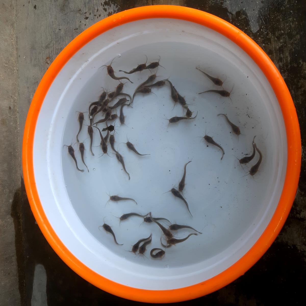 Ikan lele siap budidaya