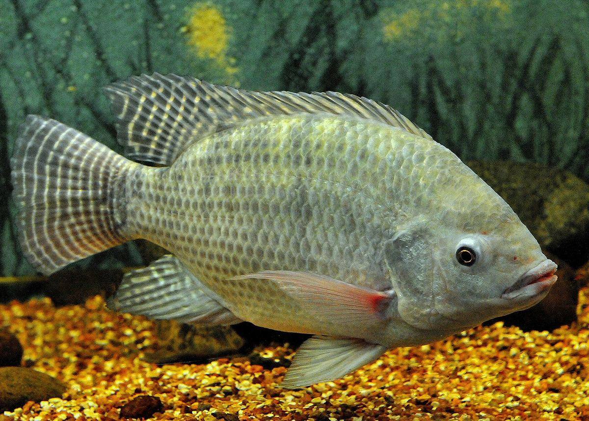 Ikan nila siap panen hasil budidaya kolam