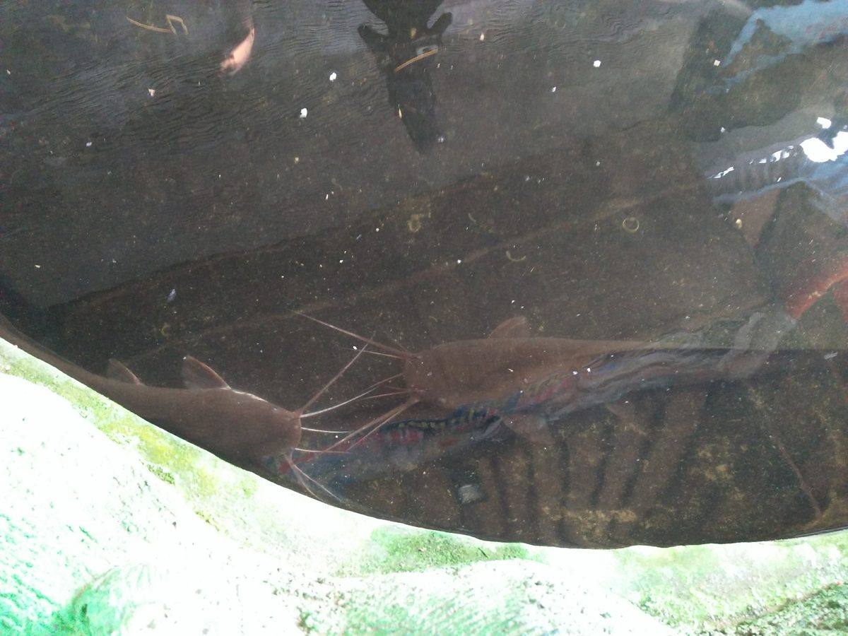Ikan lele segar, komoditas utama budidaya lele pemula