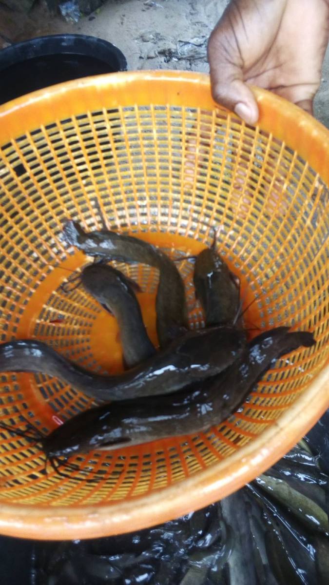 Lele Clarias gariepinus hasil panen di keranjang