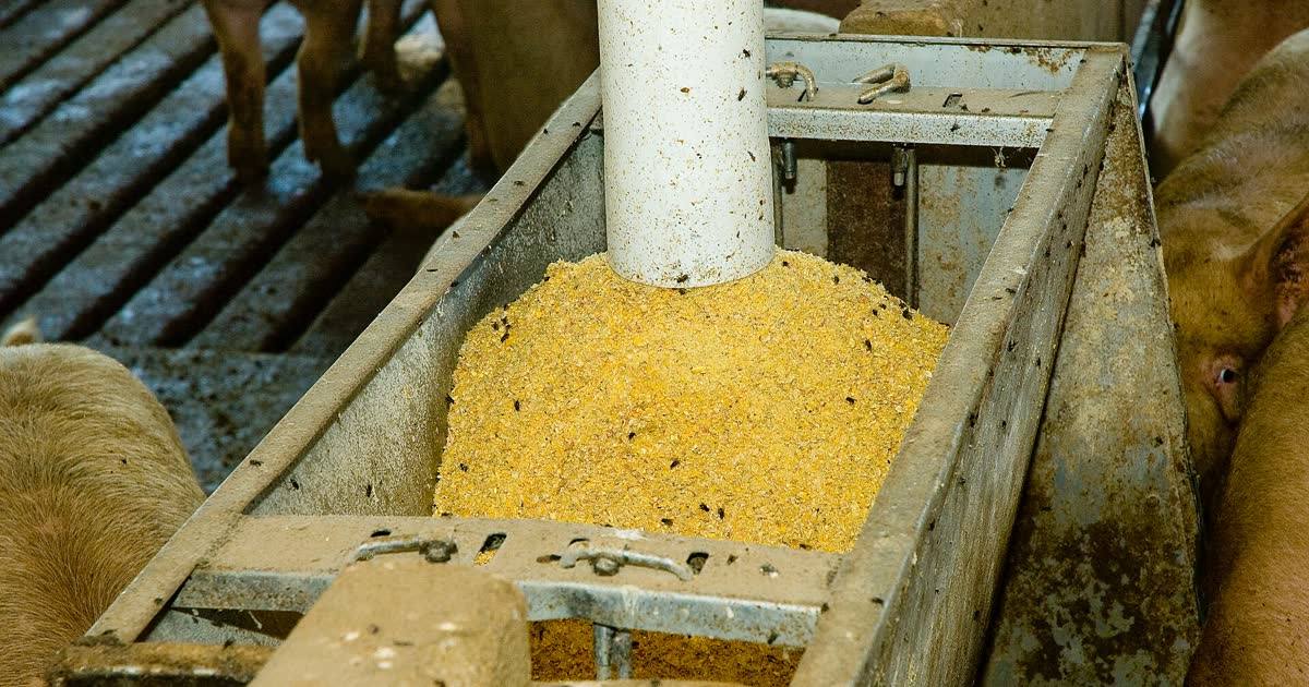 Bungkil kedelai, sumber protein dalam formulasi pakan nila