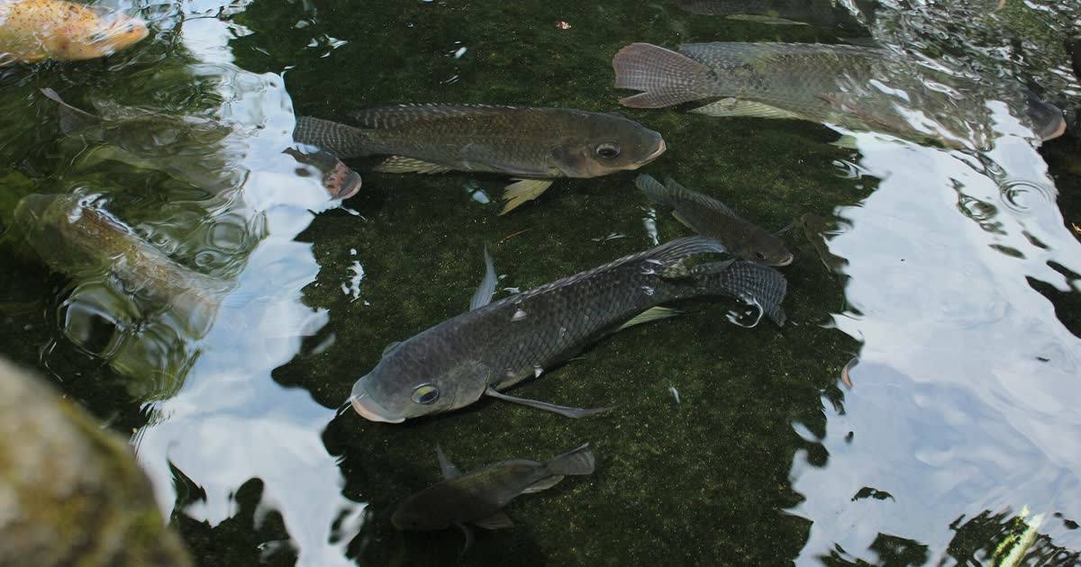 Ikan nila (tilapia) di kolam